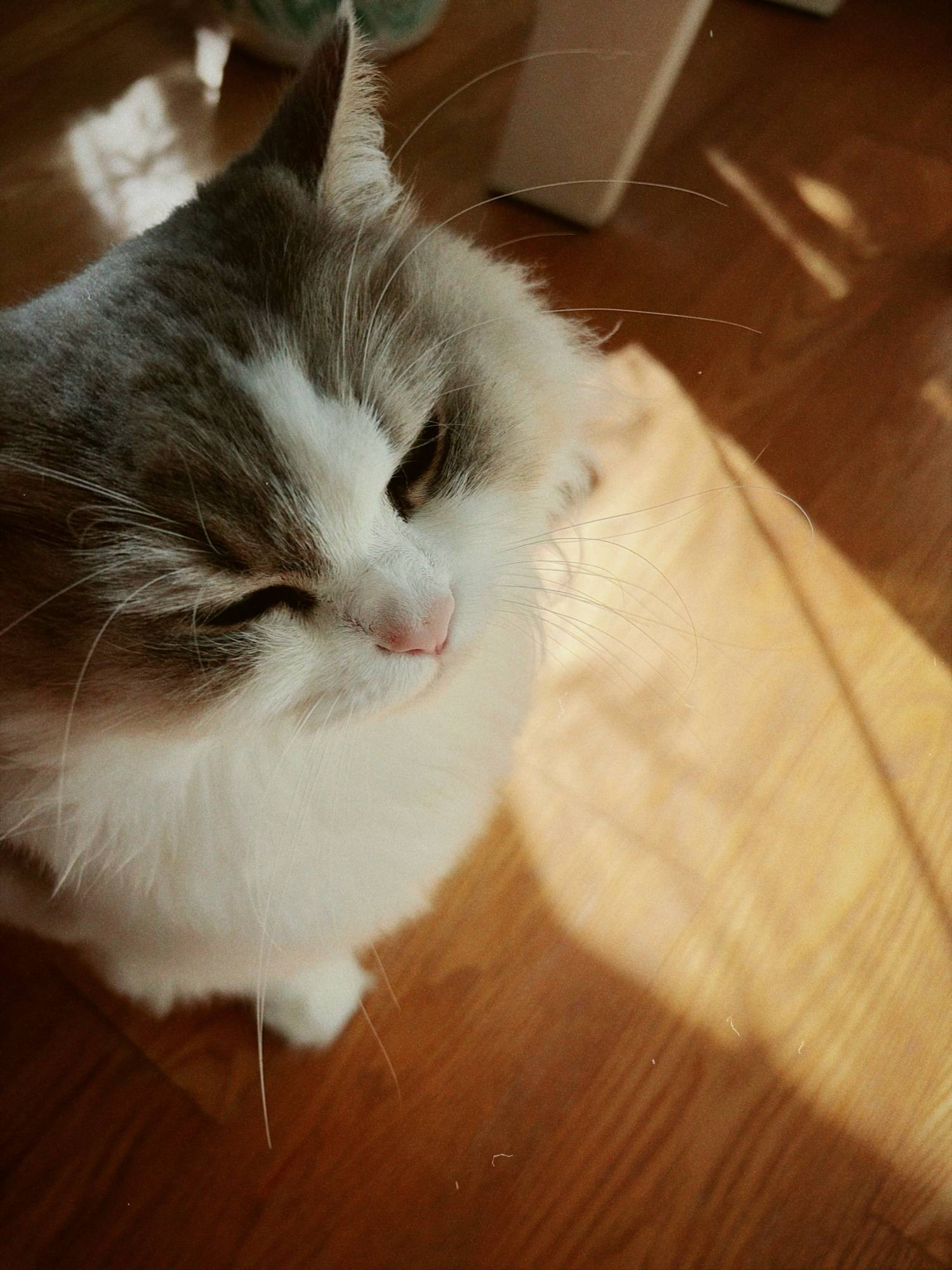 癒し。
